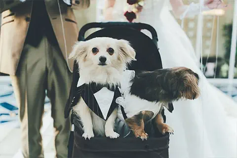 ウェディグレポート写真